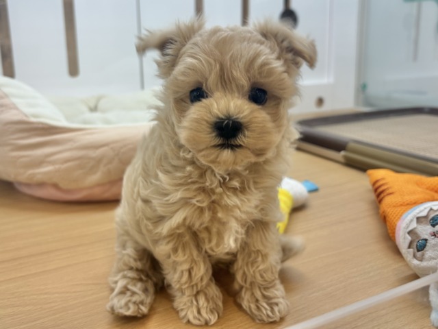 マルプー