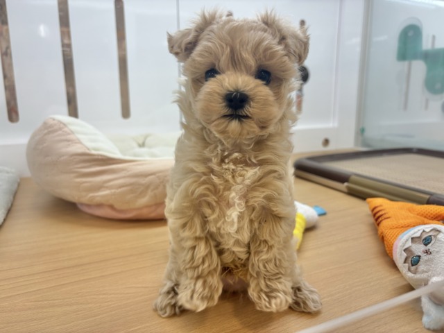 マルプー