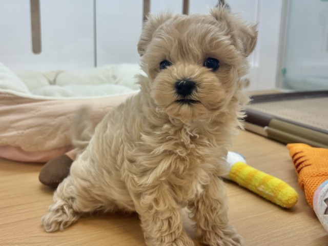 マルプー
