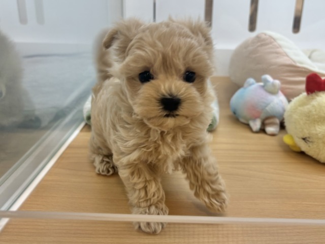 マルプー