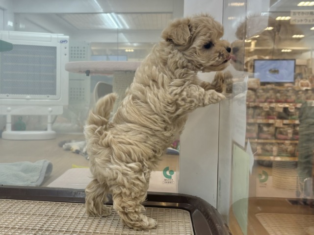 マルプー