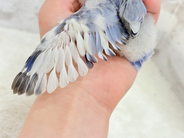 【最新画像更新🪄】癒し系🫧クリームふんわり🐣🧁コザクラインコ(バイオレットパイド) ヒナ コザクラインコ(小桜インコ)