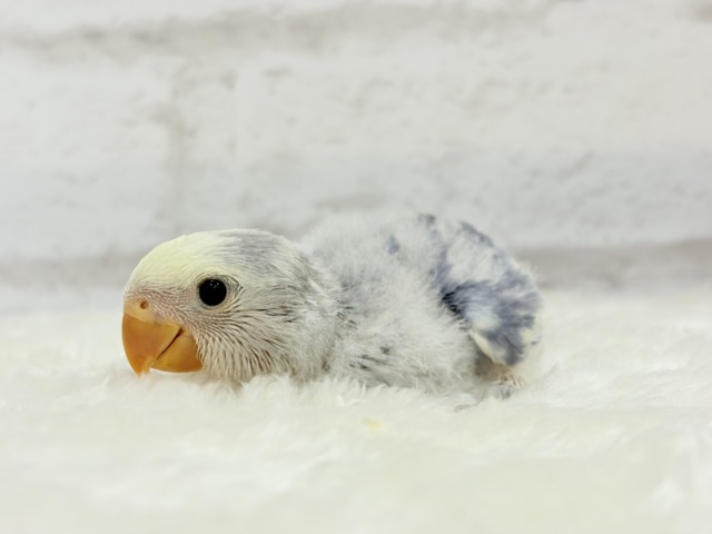 【最新画像更新🪄】癒し系🫧クリームふんわり🐣🧁コザクラインコ(バイオレットパイド) ヒナ コザクラインコ(小桜インコ)