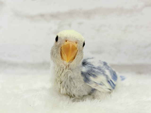 【最新画像更新🪄】癒し系🫧クリームふんわり🐣🧁コザクラインコ(バイオレットパイド) ヒナ コザクラインコ(小桜インコ)