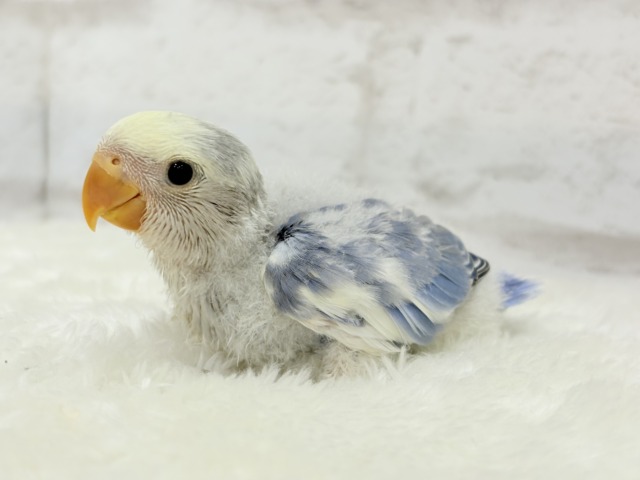 【最新画像更新🪄】癒し系🫧クリームふんわり🐣🧁コザクラインコ(バイオレットパイド) ヒナ コザクラインコ(小桜インコ)