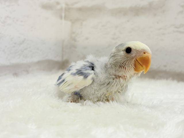 【最新画像更新🪄】癒し系🫧クリームふんわり🐣🧁コザクラインコ(バイオレットパイド) ヒナ コザクラインコ(小桜インコ)
