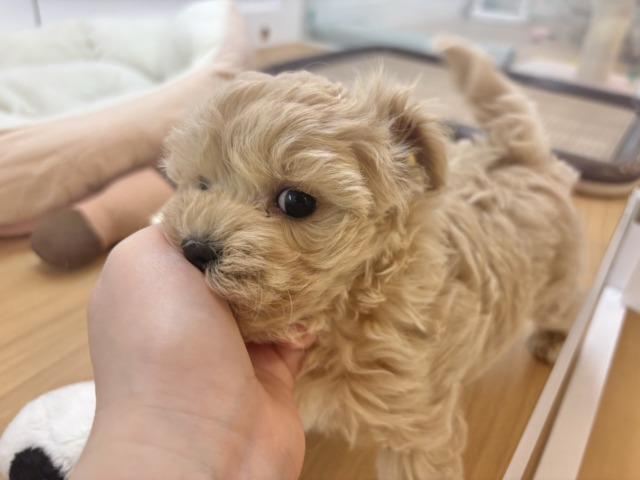 マルプー