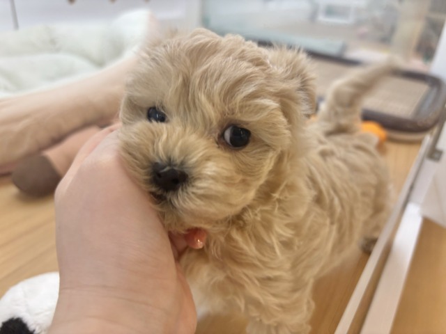 マルプー