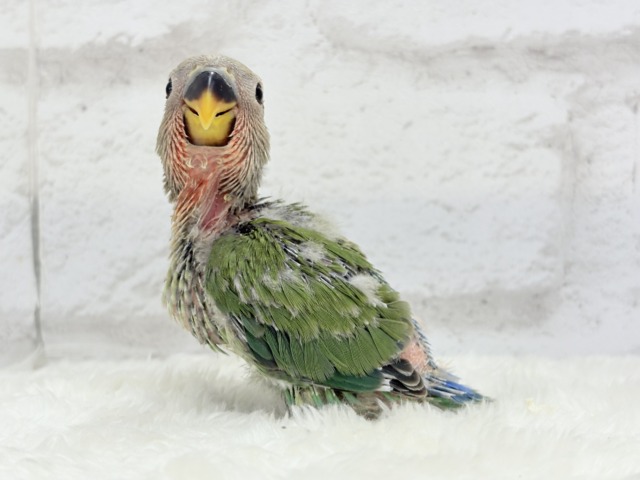 【最新画像更新🪄】ポっと色づく紅いお顔🐣🧡コザクラインコ(ノーマル) ヒナ コザクラインコ(小桜インコ)