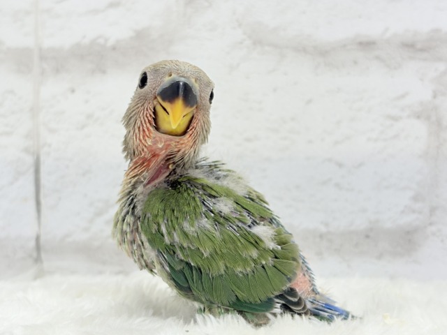 【最新画像更新🪄】ポっと色づく紅いお顔🐣🧡コザクラインコ(ノーマル) ヒナ コザクラインコ(小桜インコ)