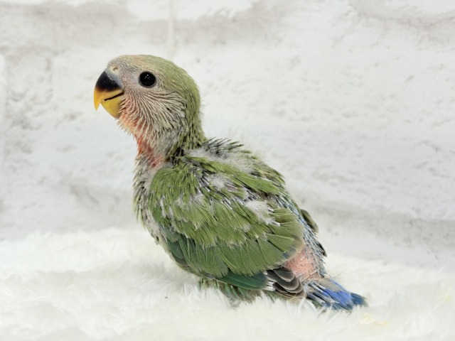 【最新画像更新🪄】ポっと色づく紅いお顔🐣🧡コザクラインコ(ノーマル) ヒナ コザクラインコ(小桜インコ)