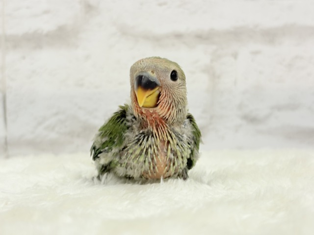 【最新画像更新🪄】ポっと色づく紅いお顔🐣🧡コザクラインコ(ノーマル) ヒナ コザクラインコ(小桜インコ)