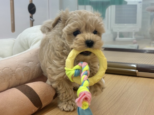 マルプー