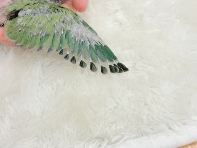 【最新画像更新🪄】ポっと色づく紅いお顔🐣🧡コザクラインコ(ノーマル) ヒナ コザクラインコ(小桜インコ)