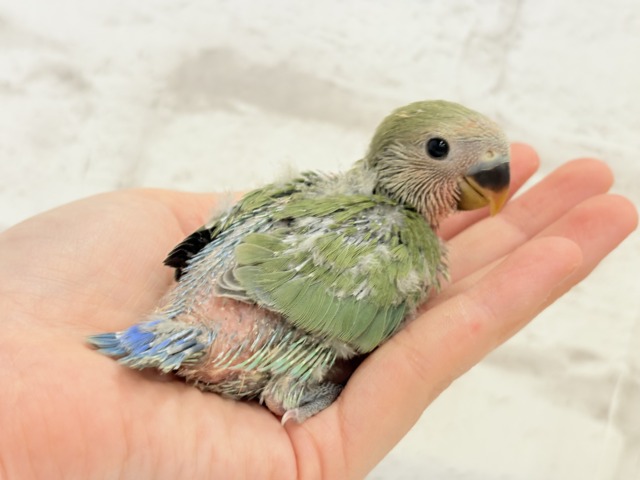 【最新画像更新🪄】ポっと色づく紅いお顔🐣🧡コザクラインコ(ノーマル) ヒナ コザクラインコ(小桜インコ)