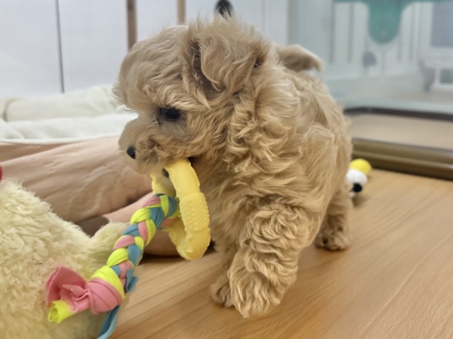 マルプー