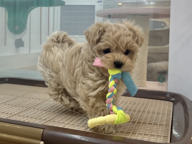 マルプー