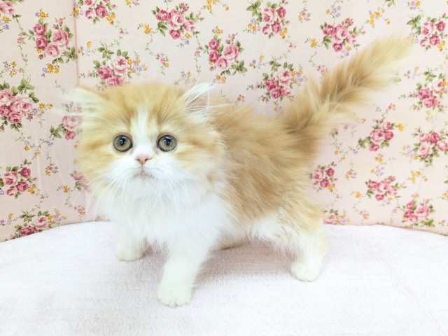フォールデックス