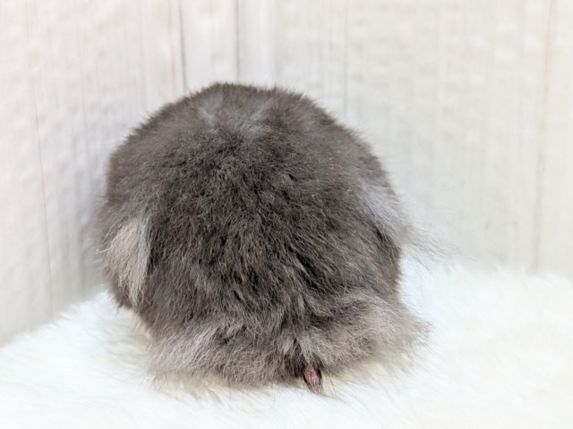 カッコイイと可愛いのMIX🩶ブラックシルバーの長毛ハムスターさん ゴールデンハムスター