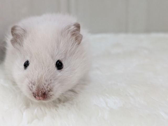 ふわふわ~わたわた〜長毛ハムスターさん ゴールデンハムスター
