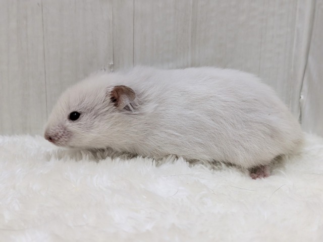 ふわふわ~わたわた〜長毛ハムスターさん ゴールデンハムスター