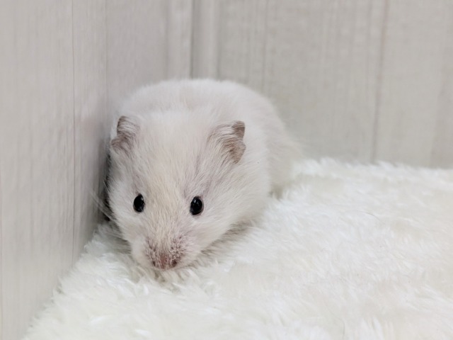 ふわふわ~わたわた〜長毛ハムスターさん ゴールデンハムスター