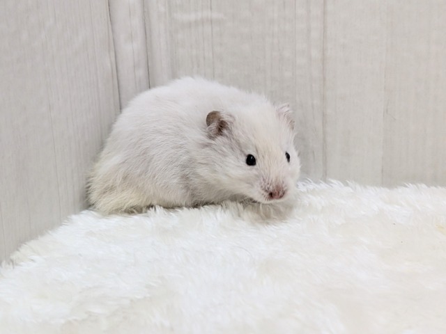 ふわふわ~わたわた〜長毛ハムスターさん ゴールデンハムスター