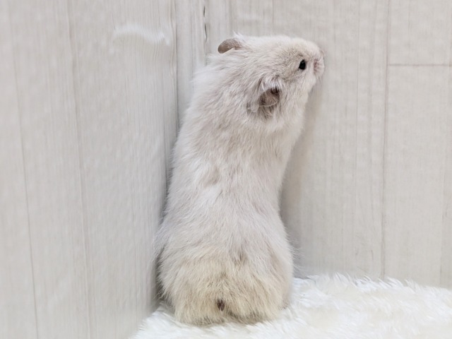 ふわふわ~わたわた〜長毛ハムスターさん ゴールデンハムスター