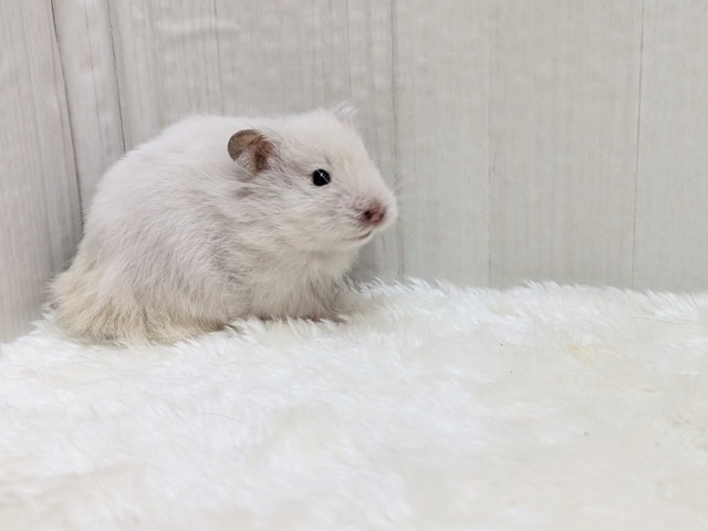 ふわふわ~わたわた〜長毛ハムスターさん ゴールデンハムスター