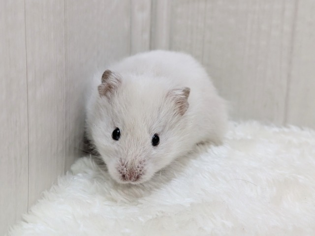 ふわふわ~わたわた〜長毛ハムスターさん ゴールデンハムスター