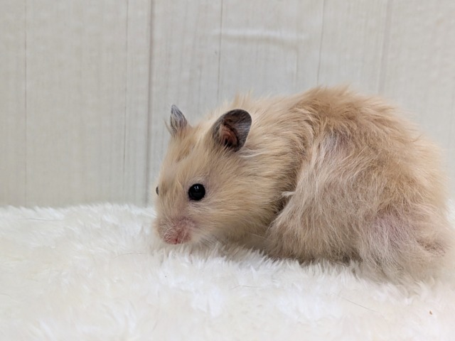 最新画像あります!輝き✨増々中!サテンハムスターさん ゴールデンハムスター