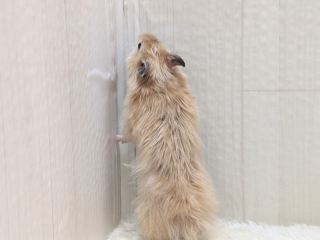 最新画像あります!輝き✨増々中!サテンハムスターさん ゴールデンハムスター