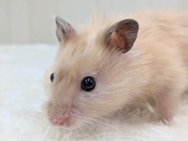 最新画像あります!輝き✨増々中!サテンハムスターさん ゴールデンハムスター