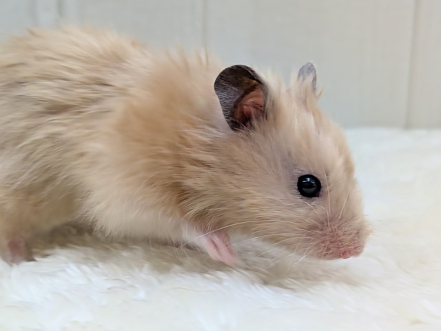 最新画像あります!輝き✨増々中!サテンハムスターさん ゴールデンハムスター