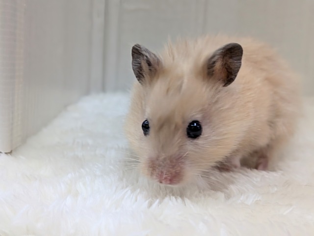 最新画像あります!輝き✨増々中!サテンハムスターさん ゴールデンハムスター