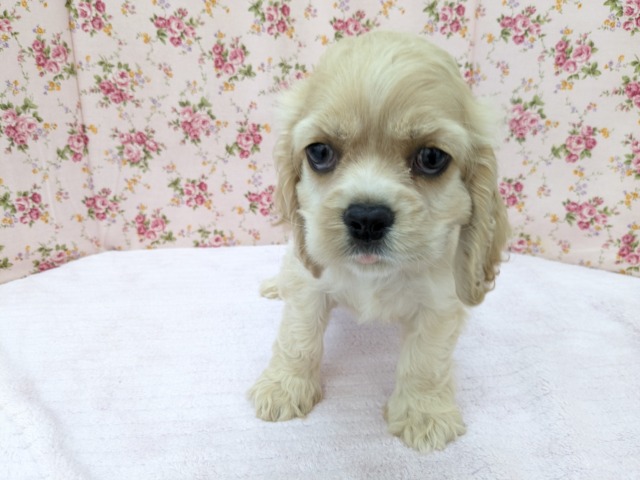 最新画像更新!!愛嬌たっぷり💗 アメリカンコッカースパニエルの女のコ 2026/5/18撮影 アメリカンコッカースパニエル