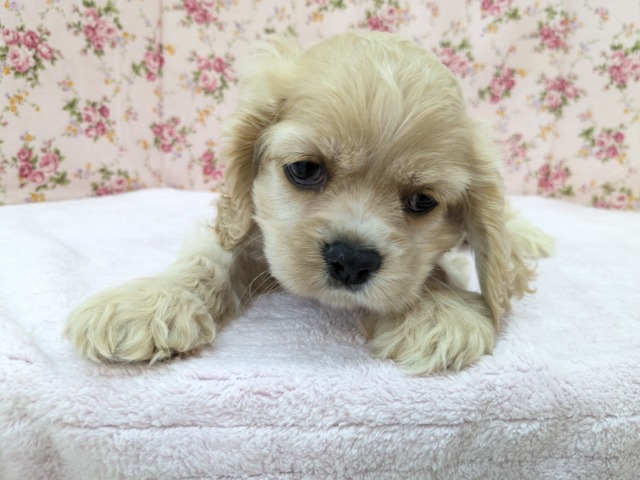 最新画像更新!!愛嬌たっぷり💗 アメリカンコッカースパニエルの女のコ 2026/5/18撮影 アメリカンコッカースパニエル