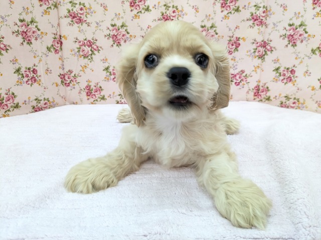 最新画像更新!!愛嬌たっぷり💗 アメリカンコッカースパニエルの女のコ 2026/5/18撮影 アメリカンコッカースパニエル