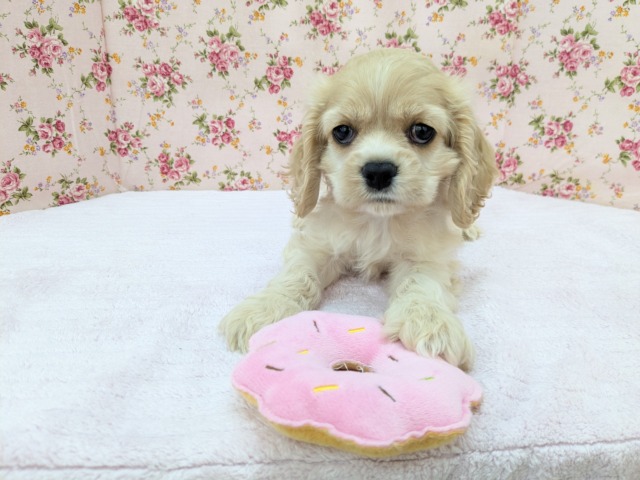 最新画像更新!!愛嬌たっぷり💗 アメリカンコッカースパニエルの女のコ 2026/5/18撮影 アメリカンコッカースパニエル