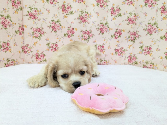 最新画像更新!!愛嬌たっぷり💗 アメリカンコッカースパニエルの女のコ 2026/5/18撮影 アメリカンコッカースパニエル