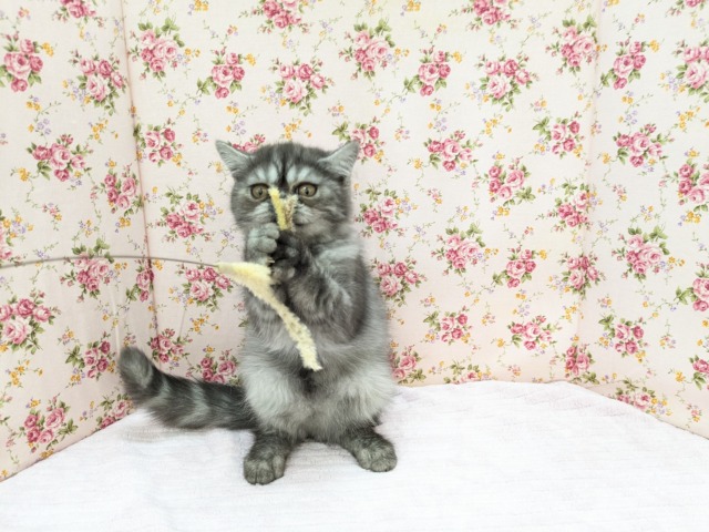エキゾチック