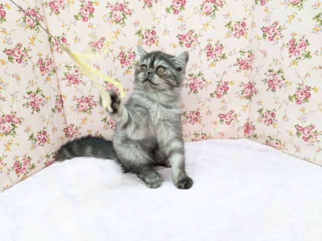 エキゾチック