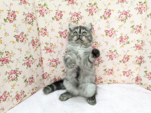 エキゾチック