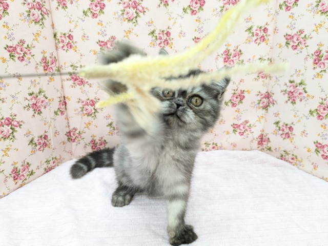 エキゾチック