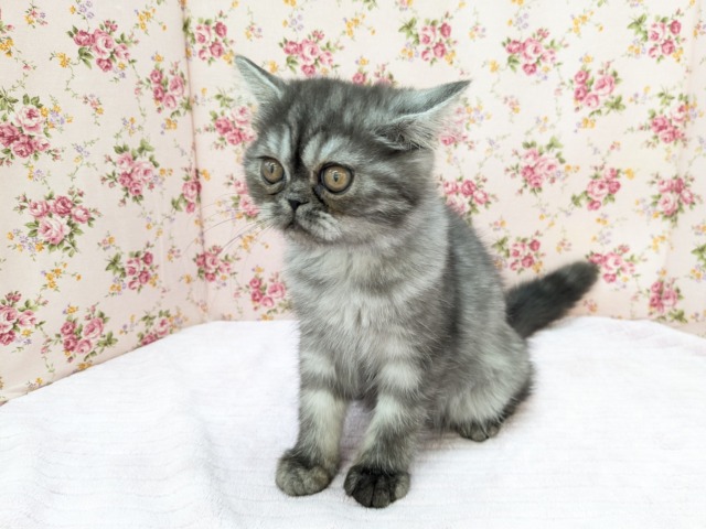 エキゾチック