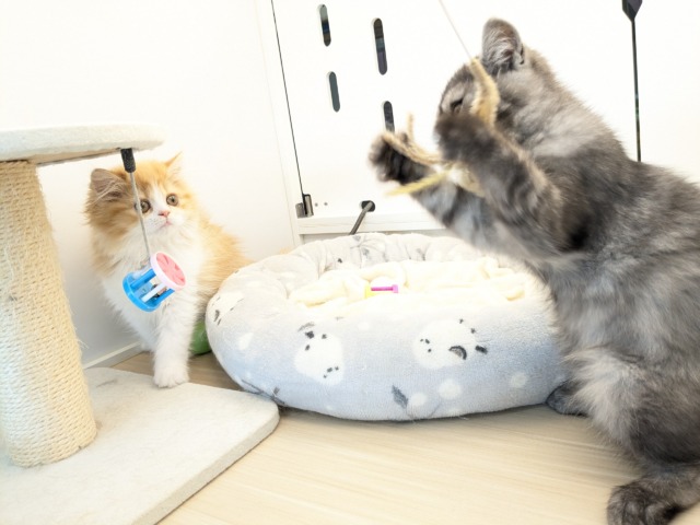 エキゾチック