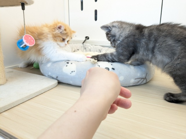 エキゾチック