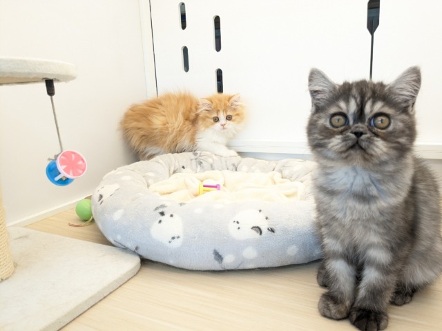 エキゾチック