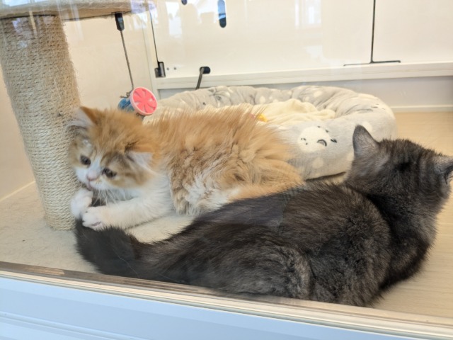 エキゾチック