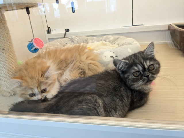 エキゾチック